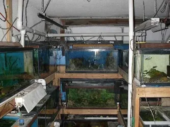 oldfishroom.webp