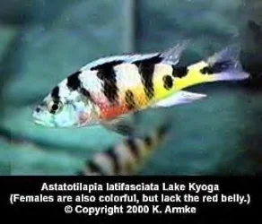astato_latifasciata.webp