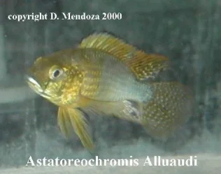 astatoreochromisalluaudi.webp