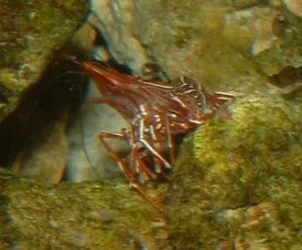 shrimp1.webp