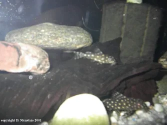 synodontis2.webp