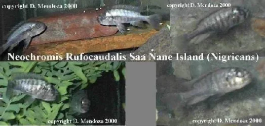 Neochromis_rafocaudalis.webp