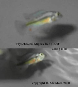 migora.webp