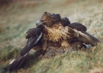 AlfieHunting.webp