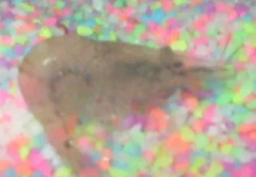 shrimp.webp