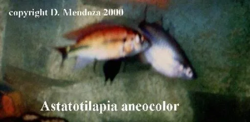 aneocolor.webp