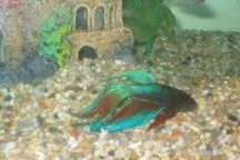 Betta1.webp