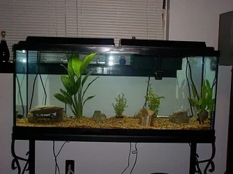 fish7.webp