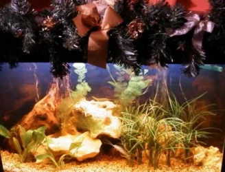 cayotetank2.webp