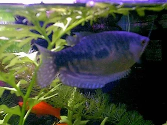 Gourami3.webp