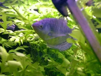 Gourami4.webp