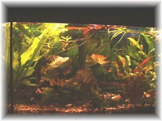 Dscf0041.webp