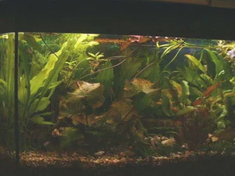Dscf0041.webp