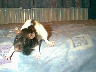 taz.webp