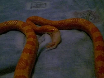 snakefood1.webp