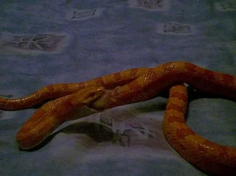 snakefood2.webp
