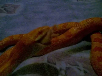 snakefood3.webp