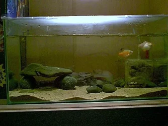 tank_2_2.webp