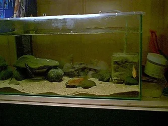 tank_2_1.webp
