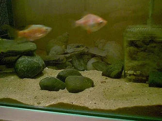 tank_2_3.webp