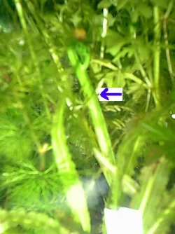 plantsmall.webp