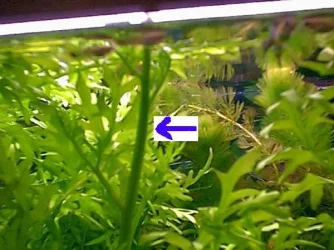 plantmiddle.webp