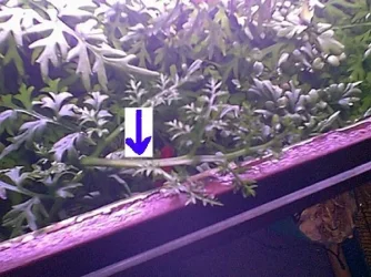planttop.webp
