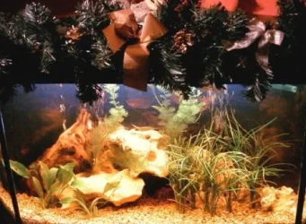 cayotetank1.webp