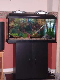 my_tank.webp