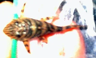 zebbie_3.webp