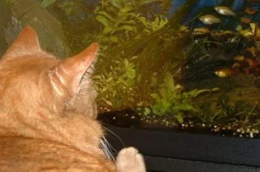 DSCF0096_cat.webp