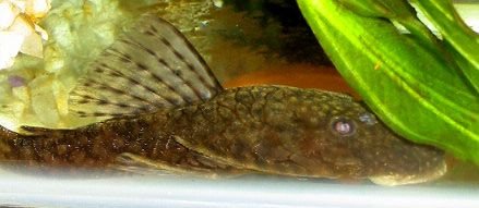 bnosepleco4.jpg