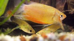 gourami_guppies.jpg