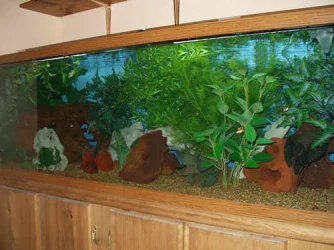 tank01.webp