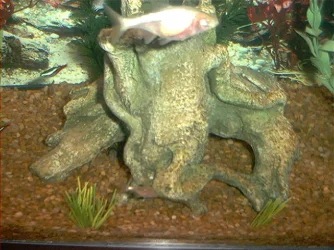 Picture_056.webp