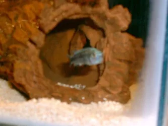 Blue_cichlid.webp