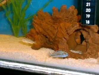 Two_Cichlids.webp