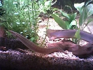 eel_edited.webp
