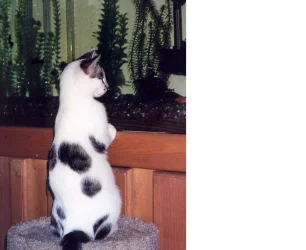 kitty_1.webp