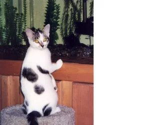 kitty_2.webp