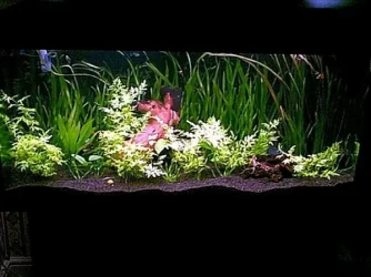 full_tank.webp