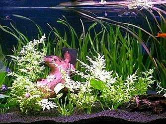 mid_tank.webp