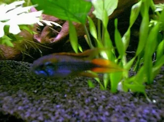 apisto._agassizi2.webp