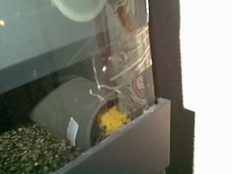 Bristle_Eggs.webp