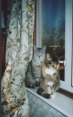cats_001.webp