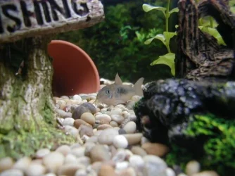 Bronze_Cory.webp
