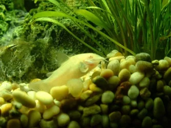 Albino_Cory.webp