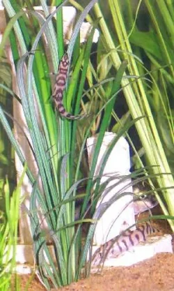 loaches.webp