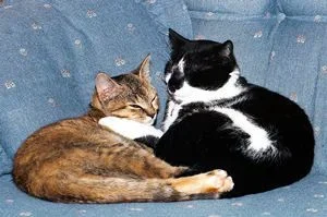 spike_ginger2.webp