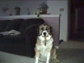 baileyboneinmouth.webp